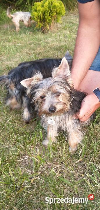 Yorki 4 miesięczne odchowane pieski sprzedam
