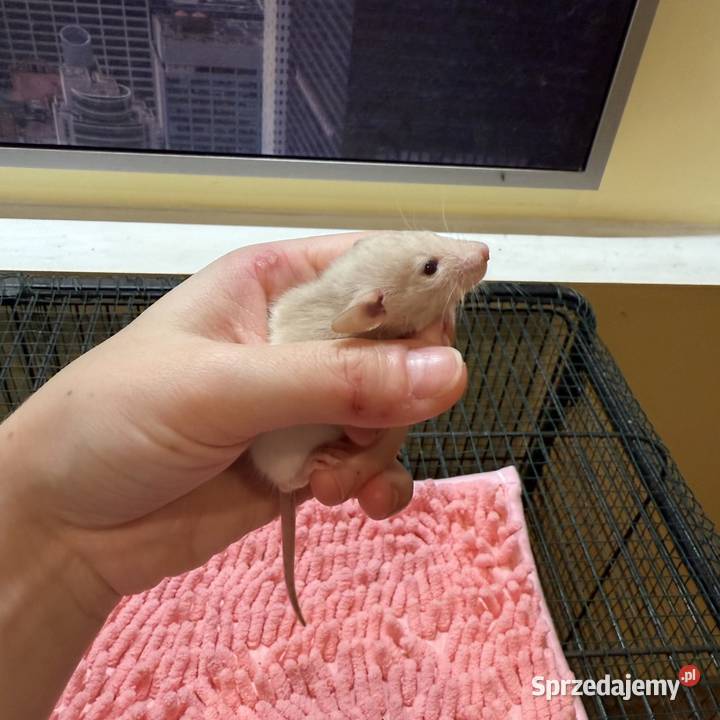 Szczury dumbo Łódź