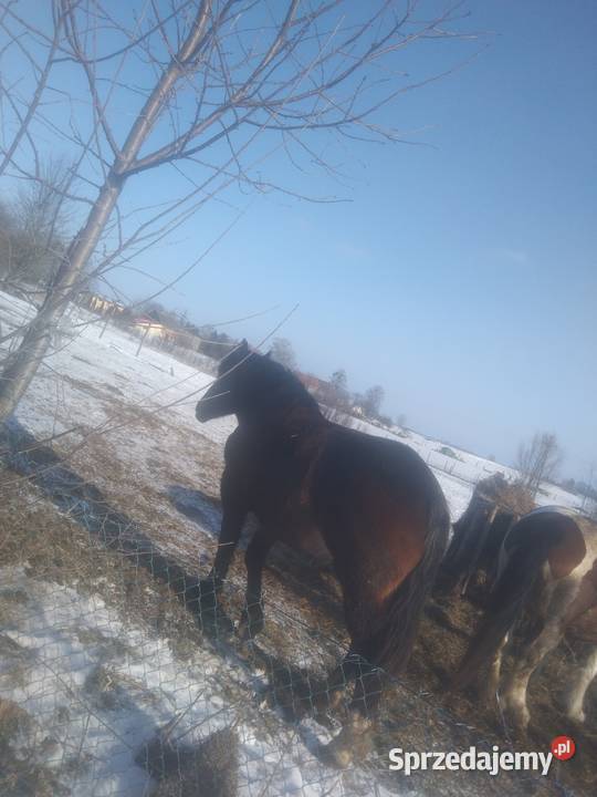 Zmieni właściciela Czyprki sprzedam