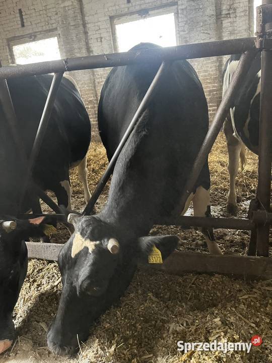 Jałówki wysokocielne