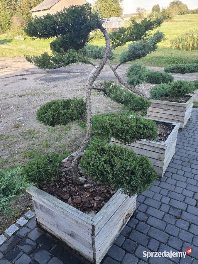 TANIO bonsai jałowiec formowany juniperus Łebno