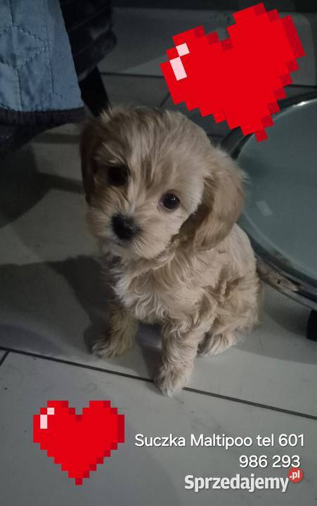 Maltipoo suczki gotowe w lutym Inowrocław