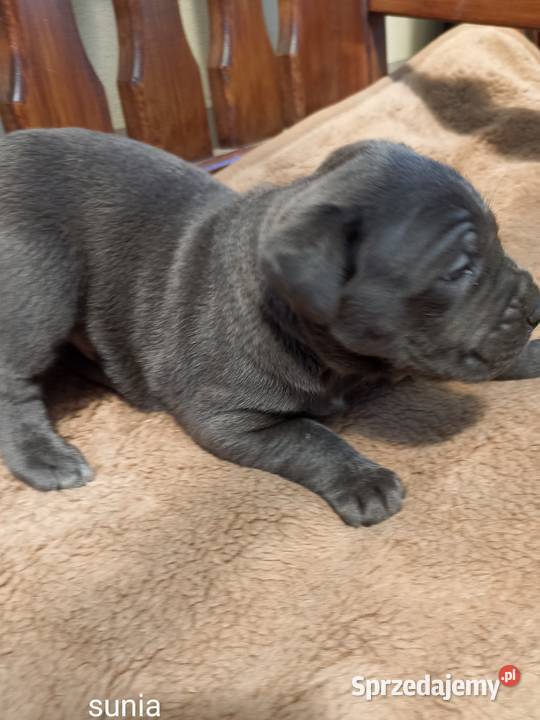 Sprzedam szczeniaki rasy Cane Corso Juliopol sprzedam