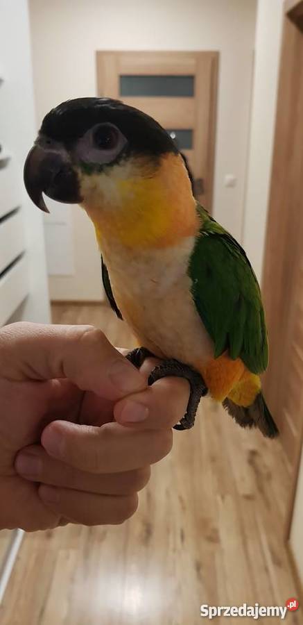 Barwinka czarnogłowa ręcznie wykarmiona wielkopolskie Poznań sprzedam