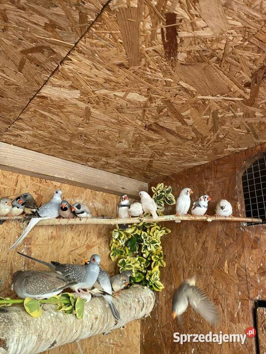 Sprzedam zeberki Mechlin