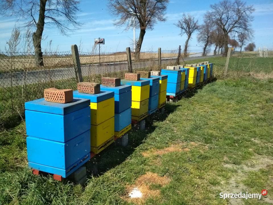 Miód lipowy z własnej pasieki Sieradz