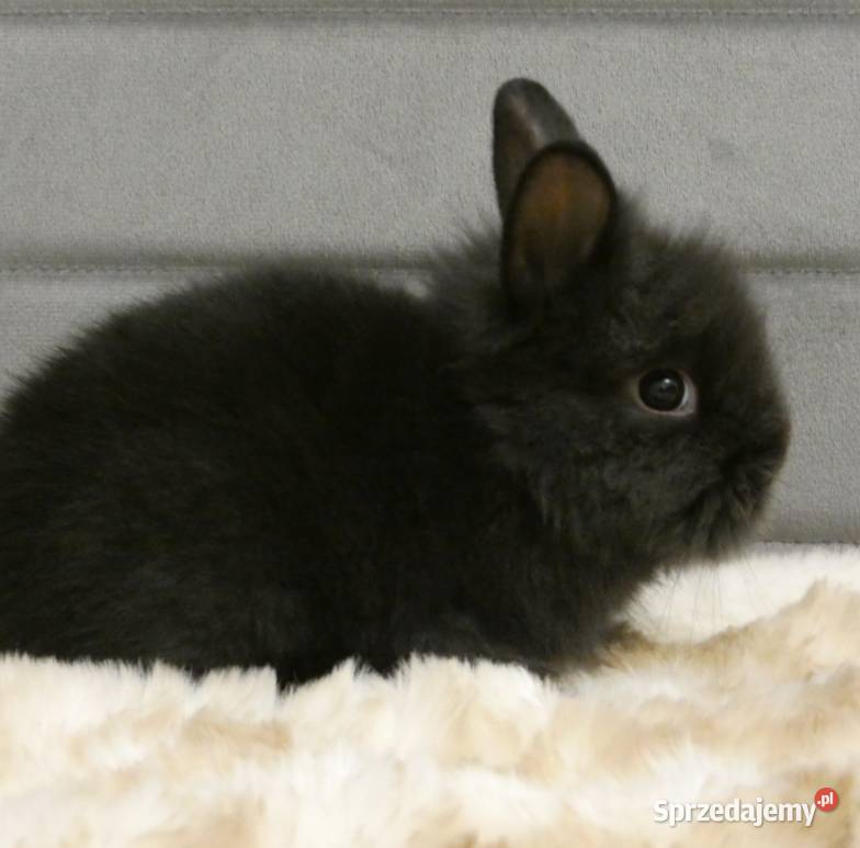 Króliki miniaturki Króliki Dąbrowa Górnicza