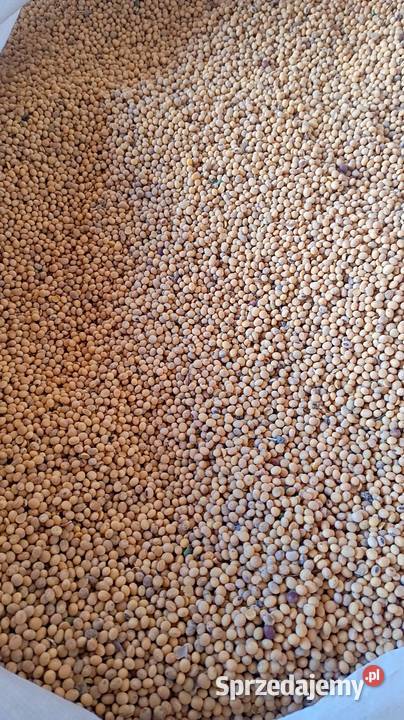 Soja Magnolia i Amiata lubelskie Putnowice Wielkie