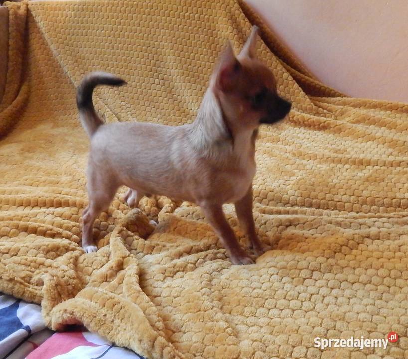 Bursztynowo czarno biały piesek Częstochowa