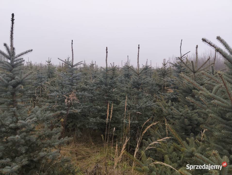 Świerk Srebrny hurt Grójec