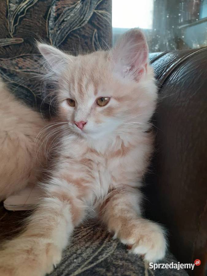 Śliczne Koteczki Syberyjskie IRESA i IGA Syberyjski Sochaczew