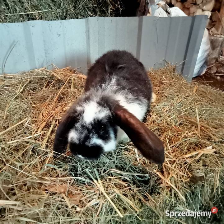 Sprzedam króliki w różnym wieku Trzepnica
