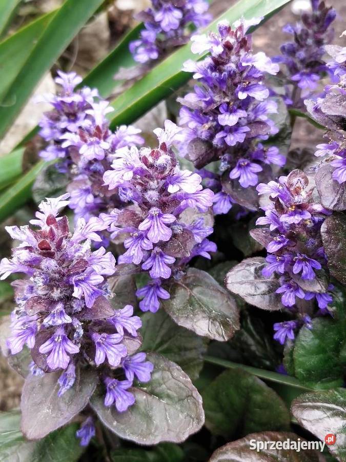 Dąbrówka rozłogowa bylina Jaworzno