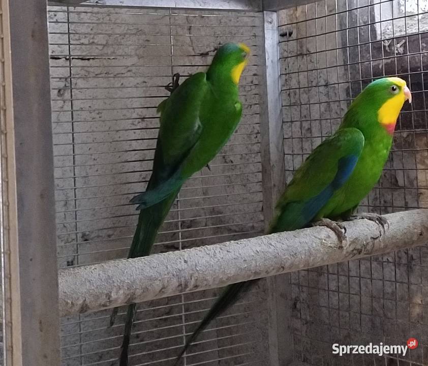 Papugi rozele królewskie alexandrety Wodzisław Śląski