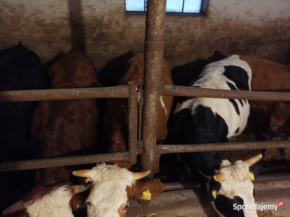 Likwidacja stada krów jałowek Zduny