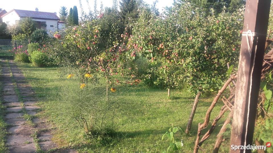 sprzedam działkę ogrodniczą Tczew CZyżykowo ROD pomorskie sprzedam