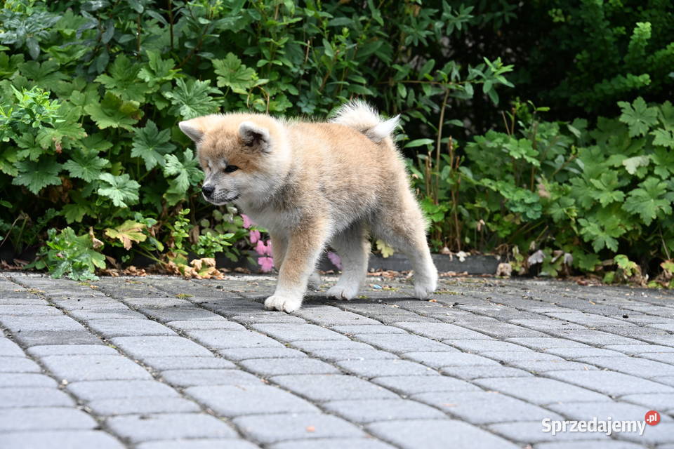 Akita inu akita japońska suczka FCI gotowa do Częstochowa sprzedam