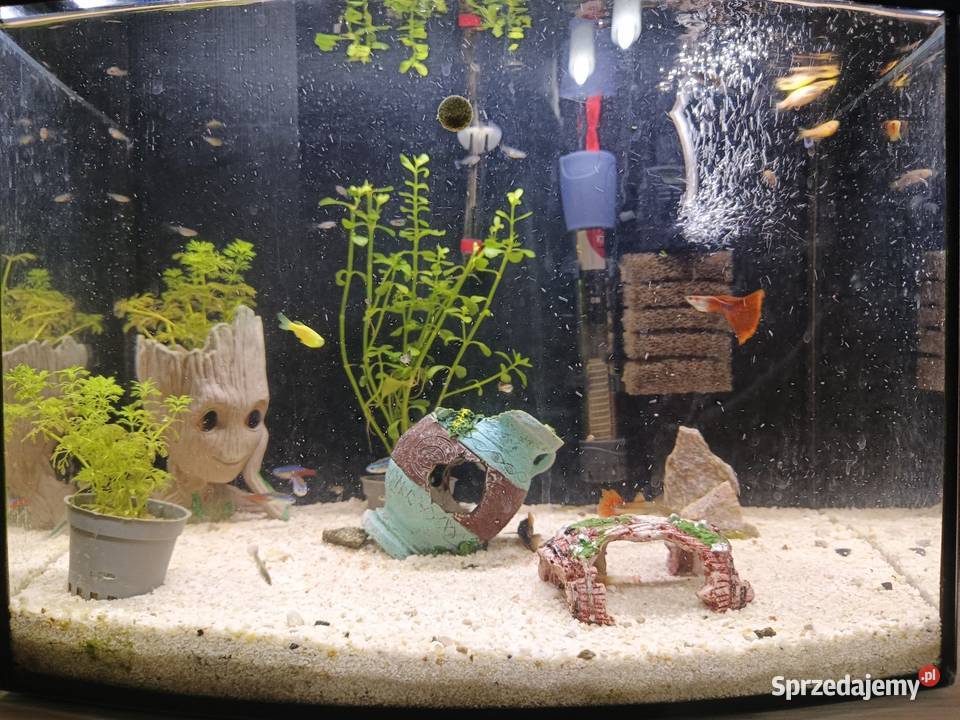 CZYTAJ OPIS Akwarium z pełnym wyposażeniem łódzkie Agnopol