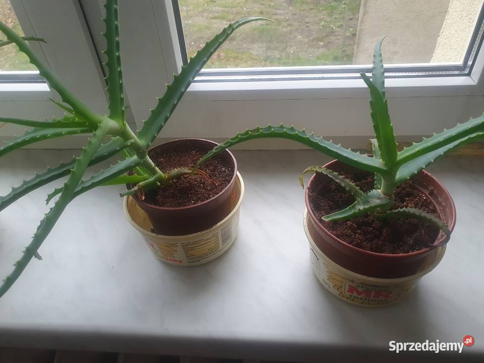 Aloes leczniczy domowy roślina sadzonka Jędrzejów