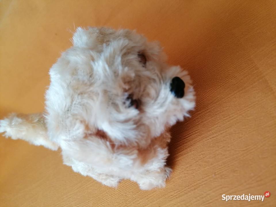 Piespiesek interaktywnyZabawkaPies chodzi Łódź