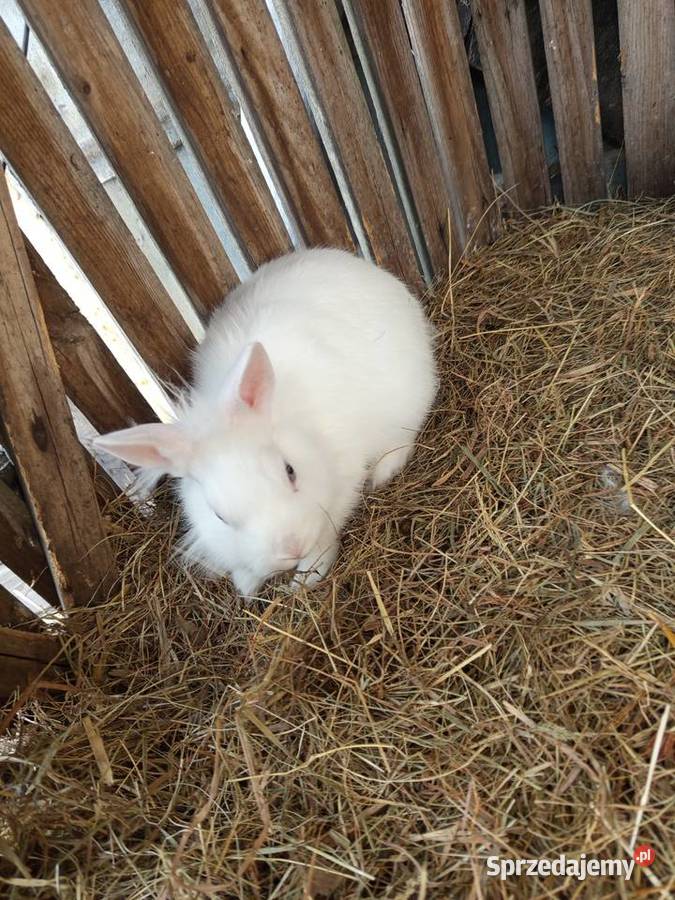 Sprzedam króliki samce miniaturki