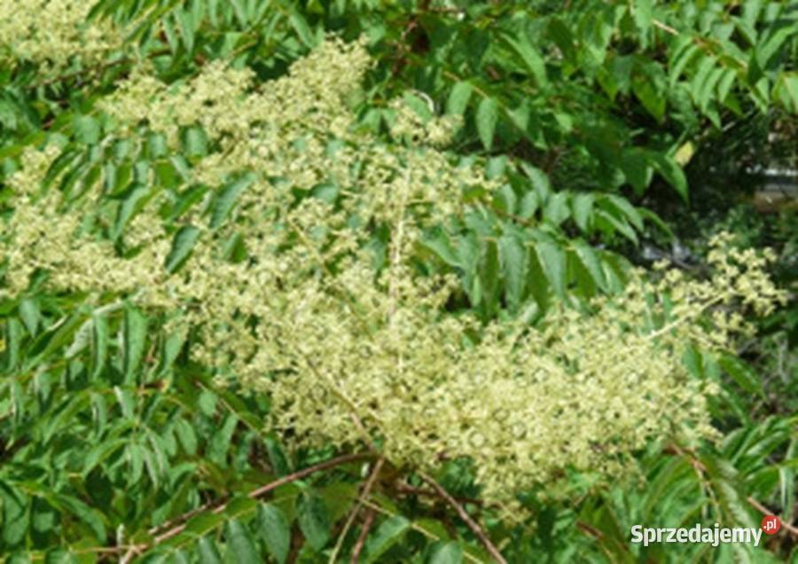 ARALIA CHIŃSKA Aralia chinensis NASIONA 10000 Lubanie