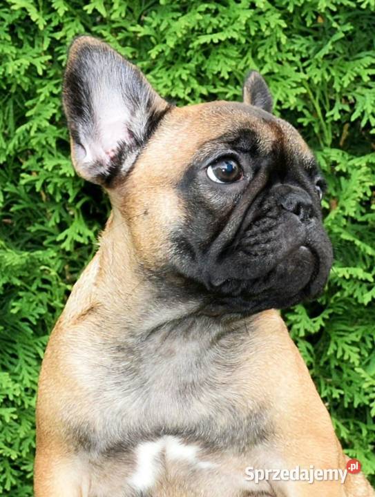 Piękne szczenięta buldoga mazowieckie Warszawa