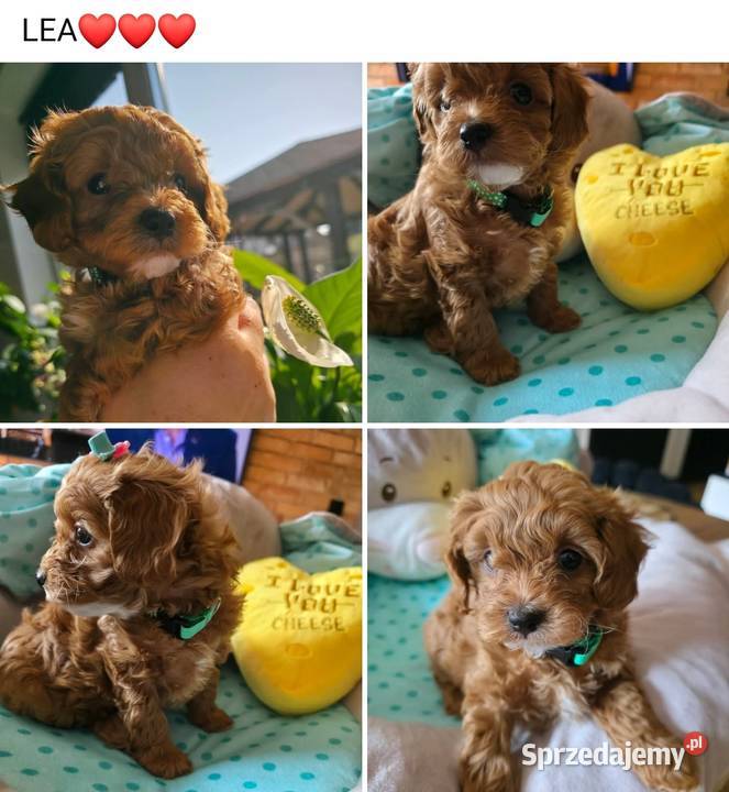 Maltipoo suczka mazowieckie