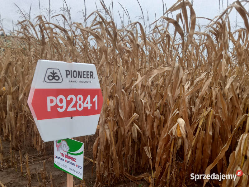 Nasiona kukurydzy Pioneer P92841 FAO Z260 K270 Zboża Witkowo