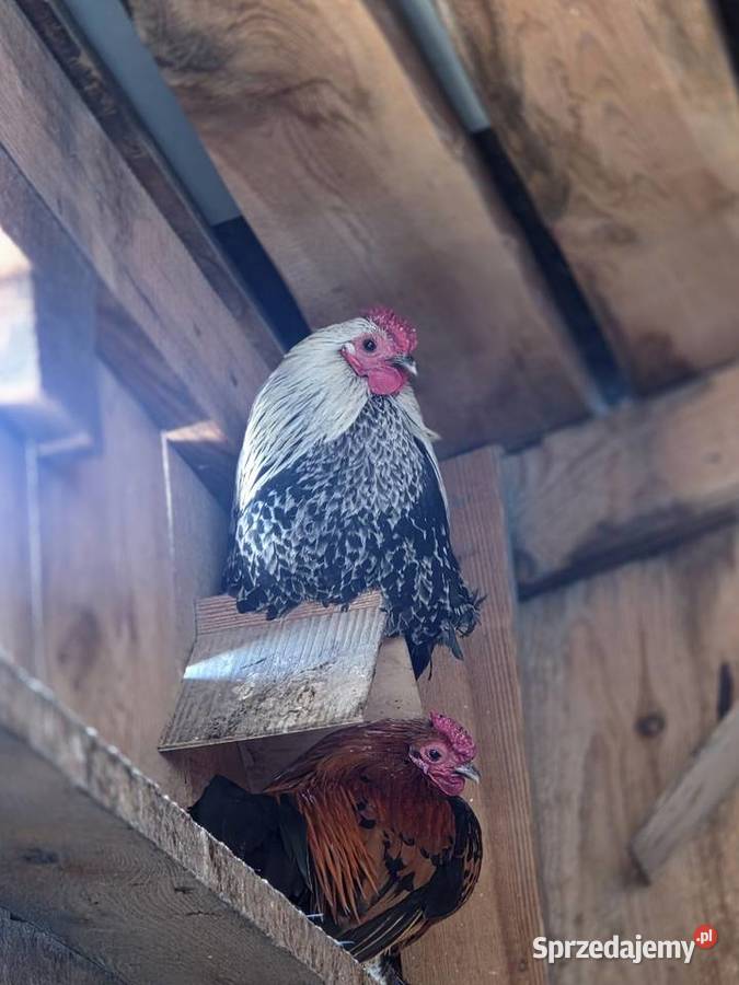 Sprzedam karzełki łapciate Kotarszyn