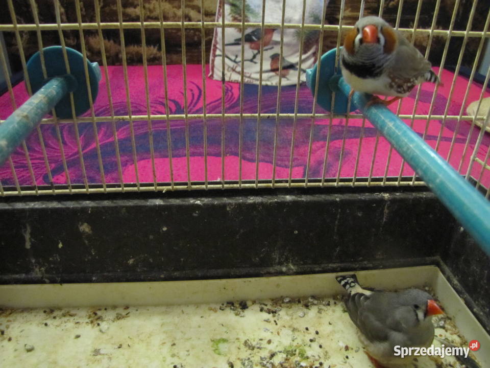 Sprzedam zeberki Toruń