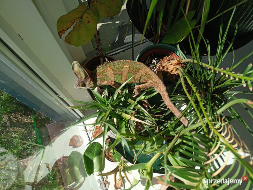 Kameleon jemeński samiec