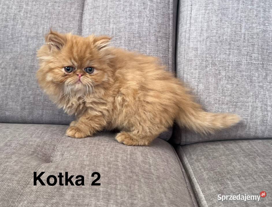 Rudobiszkoptowe kotki perskie Kalwaria Zebrzydowska sprzedam