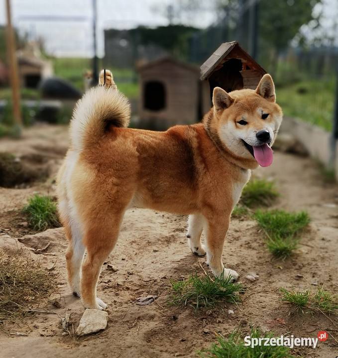 Shiba trzy pieski i suczka wszystkie czerwone