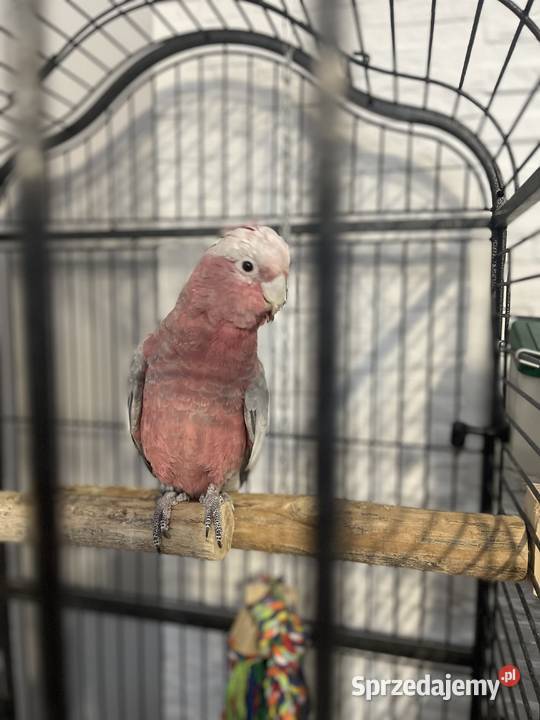 kakadu rózowa sprzedam