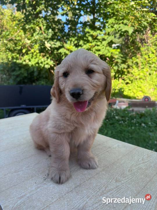 Golden Retriever szczeniaki Dębica
