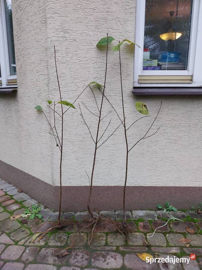 Czeremcha podkładki do szczepienia laurowisni Jasło