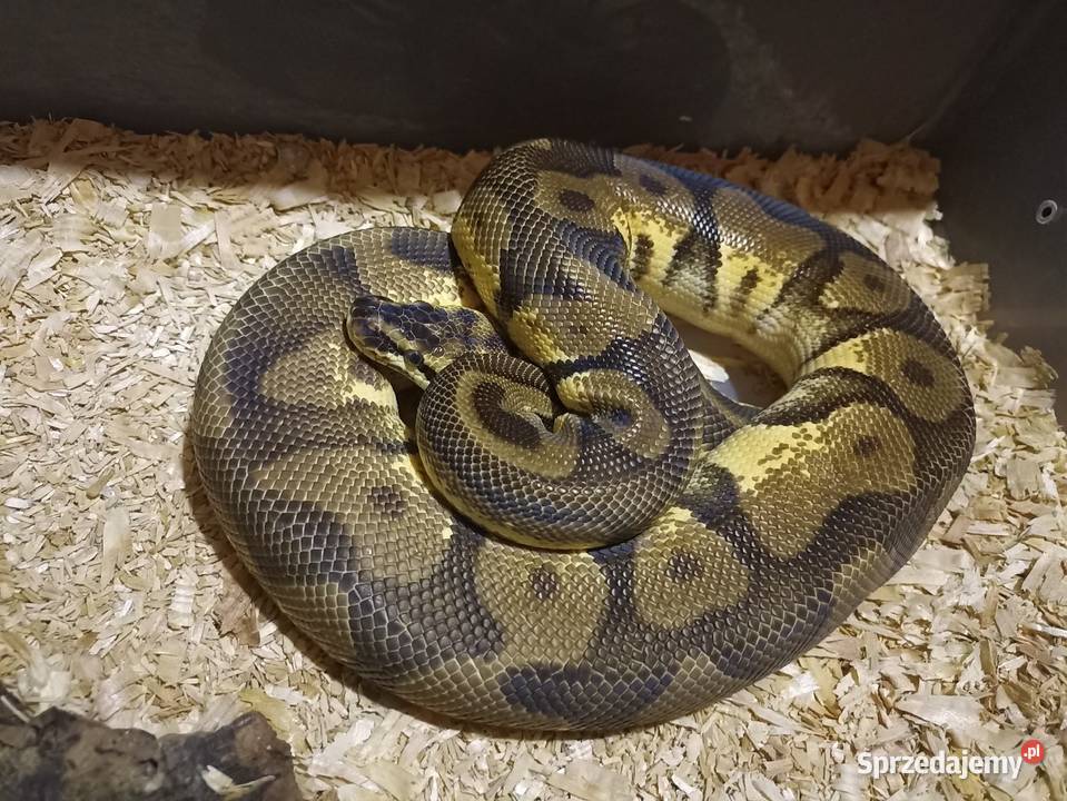 Samiec leopard pastel enchi yellow belly mazowieckie Warszawa