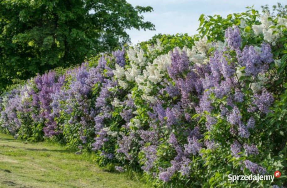 LILAK POSPOLITY Syringa vulgaris NASIONA 1600 Lubanie