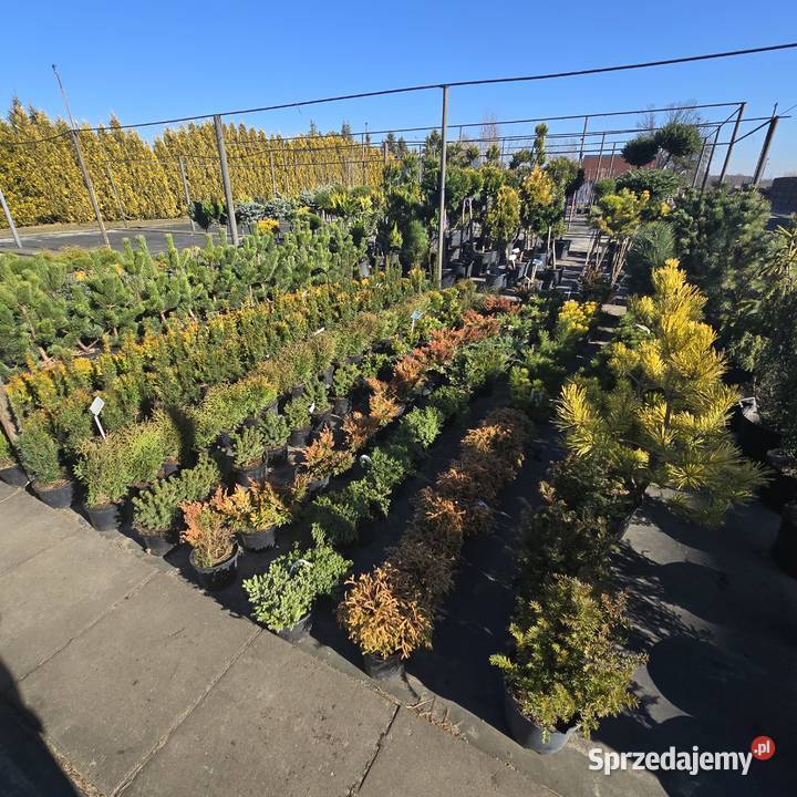 Thuja Brabant 140160 PRODUCENT łódzkie Rydzyny