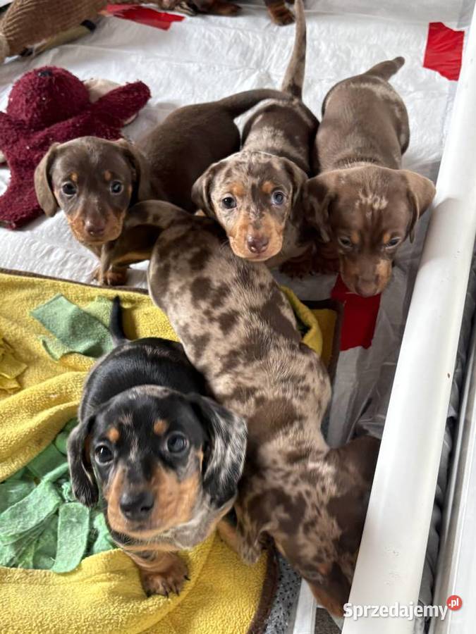 Jamnik miniaturowy mazowieckie Sochaczew