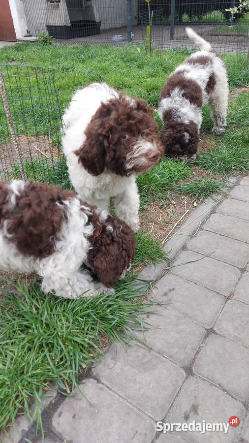 Lagotto Romagnolo