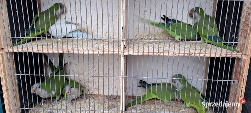 Sprzedam papugi mnichy nizinne mnicha wielkopolskie Konin sprzedam