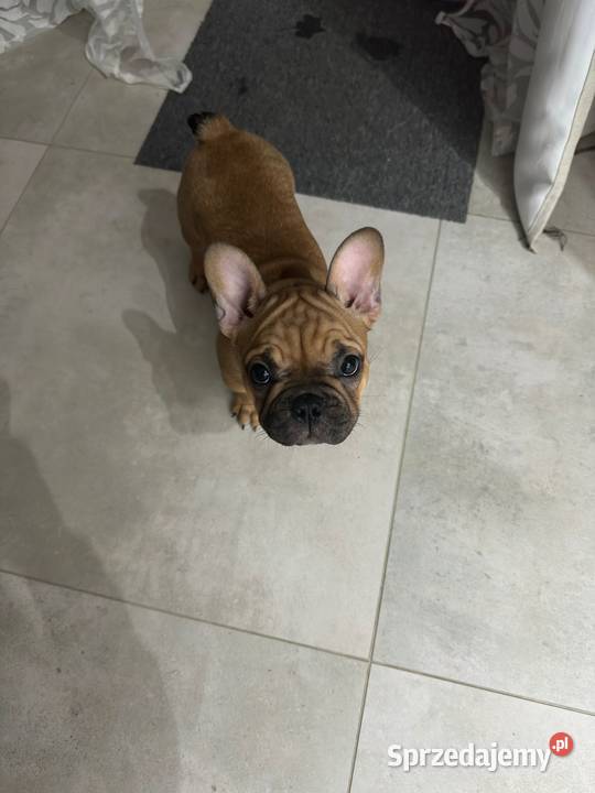 Buldog Francuski suczka BuFu Joko pomorskie Kiełpino sprzedam