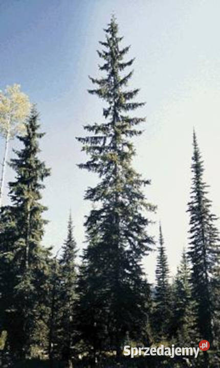 ŚWIERK ENGELMANNA Picea engelmannii NASIONA Lubanie