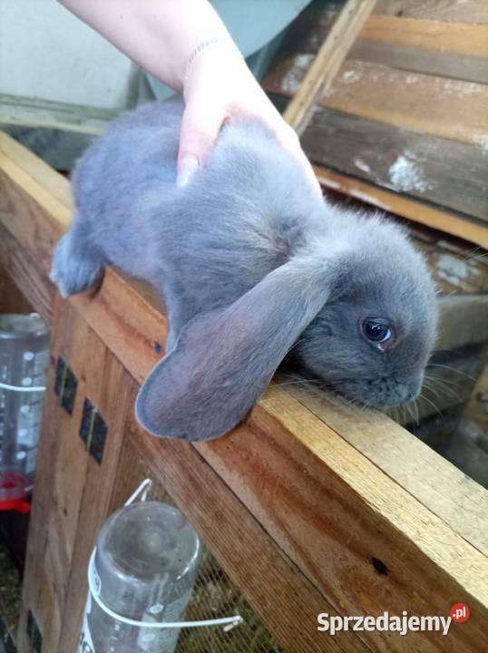 Króliki Baran Francuski Skrzynice Pierwsze sprzedam
