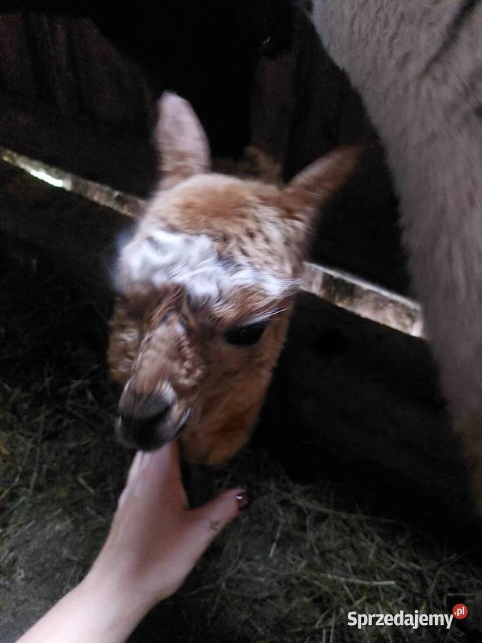 Sprzedam alpaki Juryzdyka