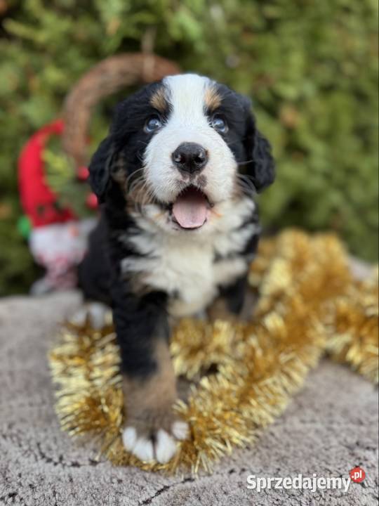 Piękna sunia Berneński Pies Pasterski z Katowice