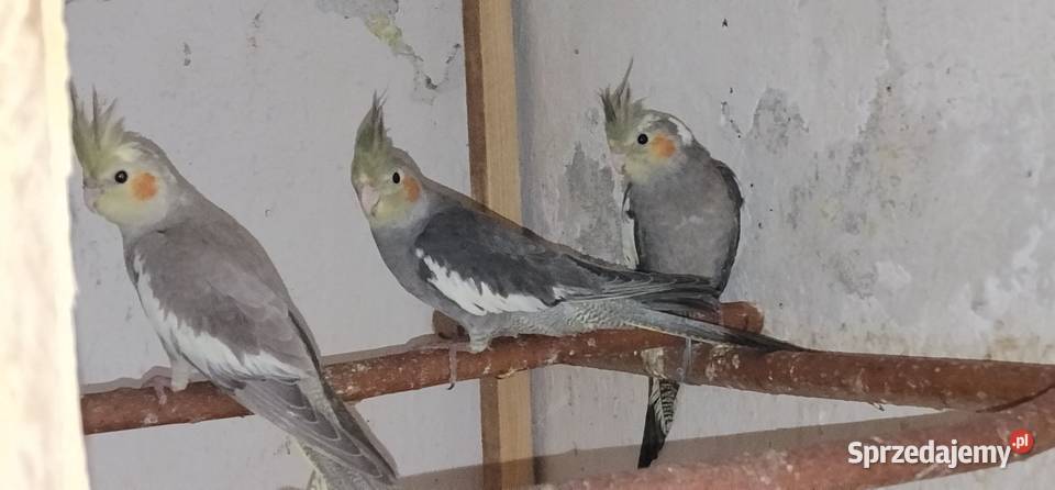 Papugi nimfy 2025 Pruchna sprzedam