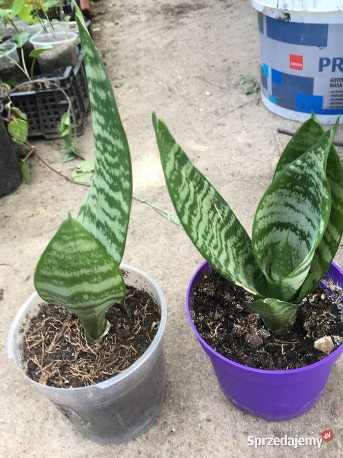 Sansewiera Bydgoszcz